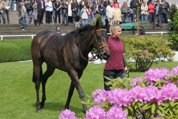Bult VGH2011   024.jpg